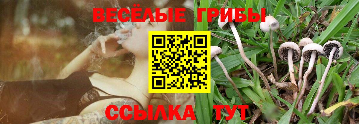 Псилоцибиновые грибы Psilocybine cubensis Тверь
